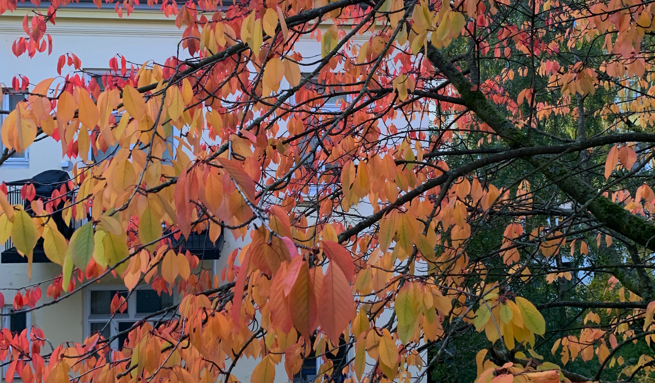 Bilde av høstens farger, et tre med røde og gule blader